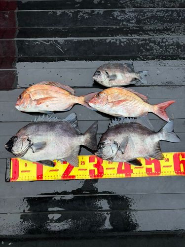 サンバソウの釣果