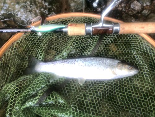 ニジマスの釣果