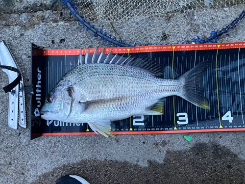 キビレの釣果