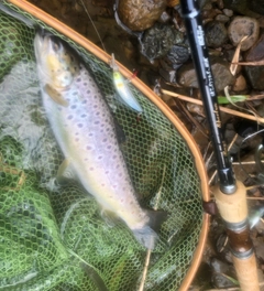 ブラウントラウトの釣果