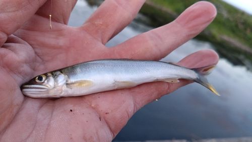 アユの釣果