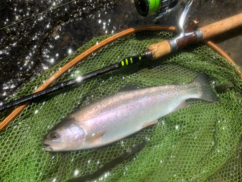 ニジマスの釣果