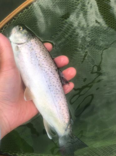 ニジマスの釣果