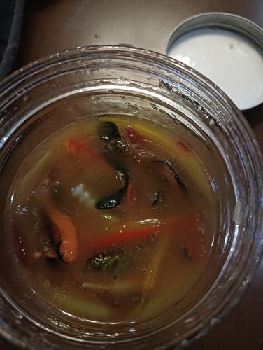 ガシラの釣果