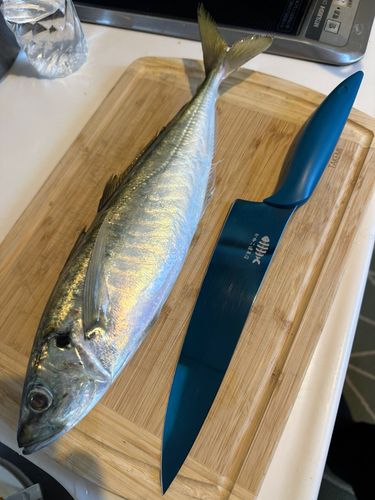 マルアジの釣果