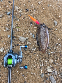 コウイカの釣果