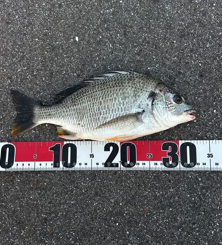 キビレの釣果