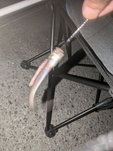 マアナゴの釣果