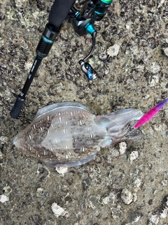 モンゴウイカの釣果