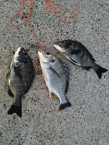 クロダイの釣果