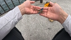 ホウボウの釣果