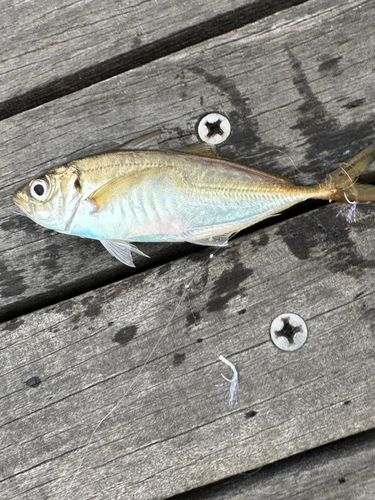 マアジの釣果