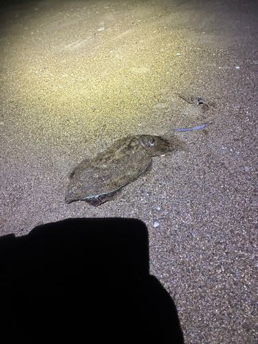 コウイカの釣果