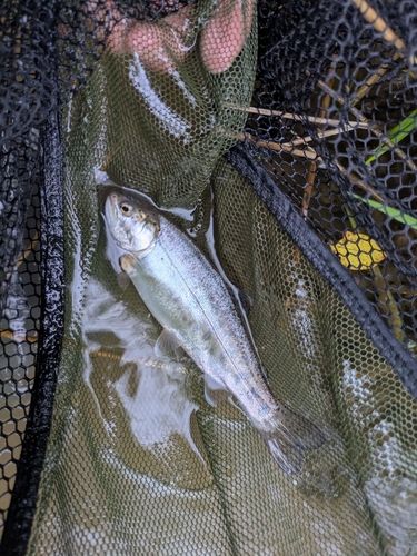 ニジマスの釣果