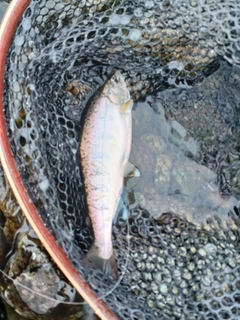 ヤマメの釣果
