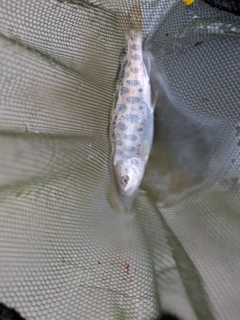 ヤマメの釣果