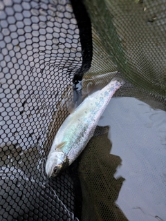 ニジマスの釣果