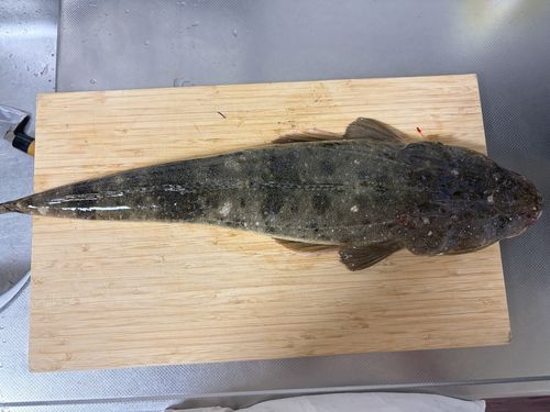 コチの釣果