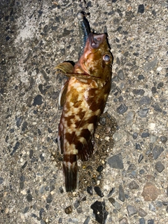 カサゴの釣果