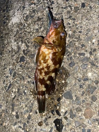 カサゴの釣果