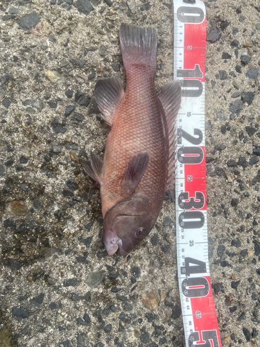コブダイの釣果