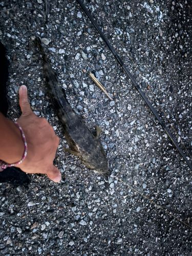 コチの釣果