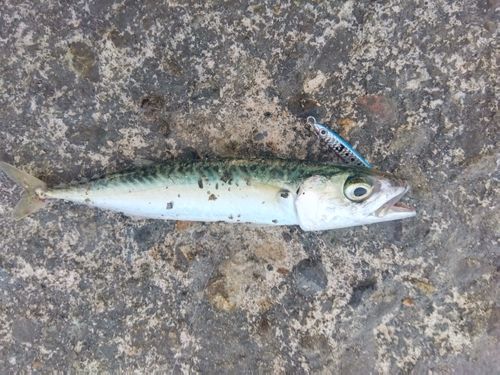 サバの釣果
