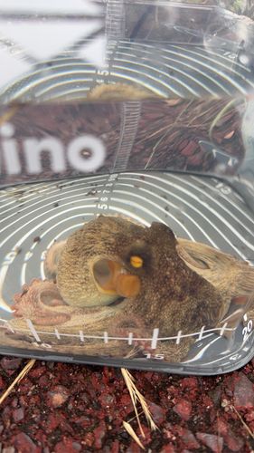 タコの釣果