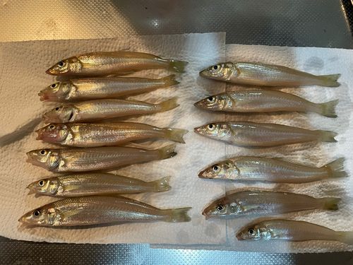 キスの釣果