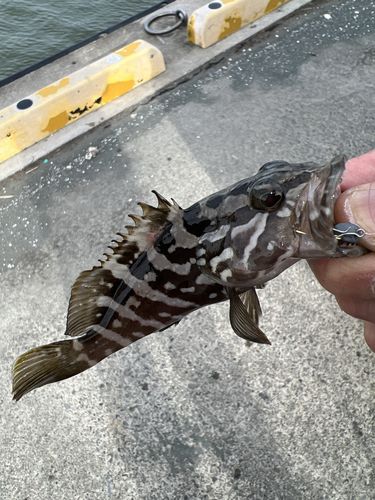 クエの釣果