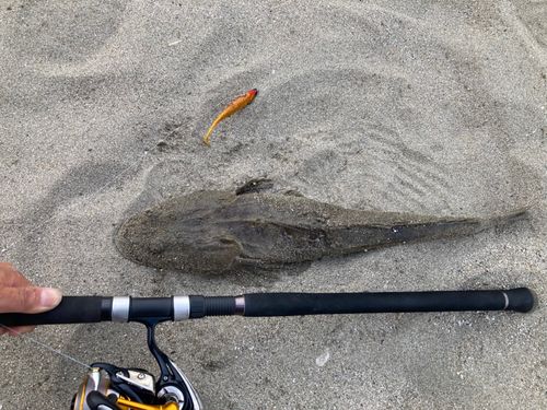 マゴチの釣果