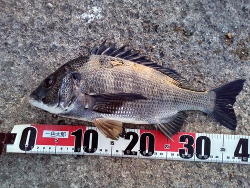 クロダイの釣果