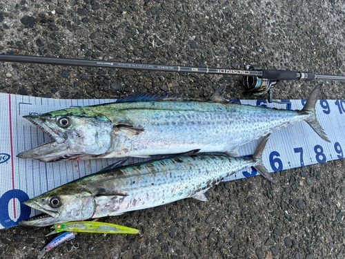 サワラの釣果