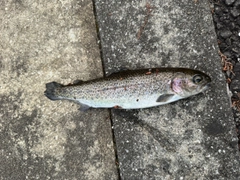 ニジマスの釣果