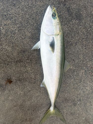 ワラサの釣果