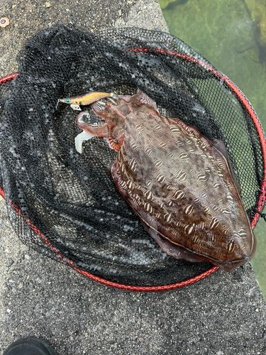 カミナリイカの釣果