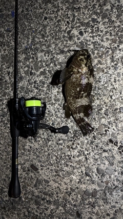 クロソイの釣果