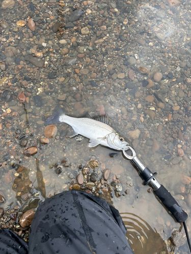 スズキの釣果