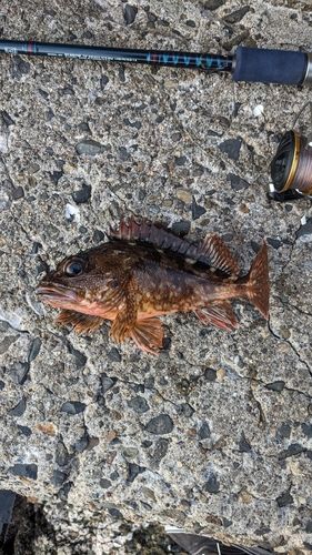 カサゴの釣果