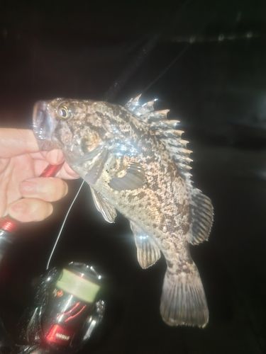 クロソイの釣果