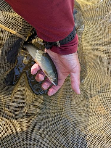 アユの釣果