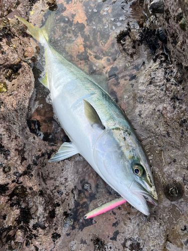 ワラサの釣果