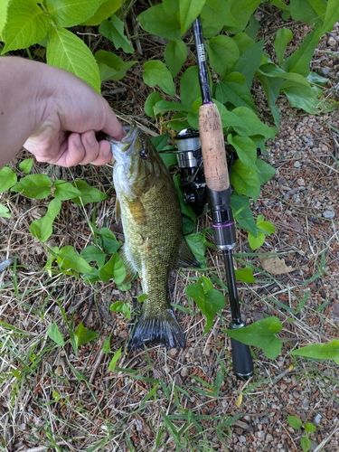 スモールマウスバスの釣果