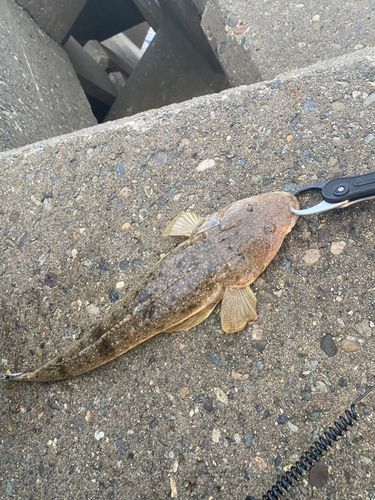 マゴチの釣果