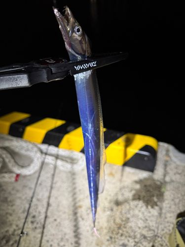 タチウオの釣果