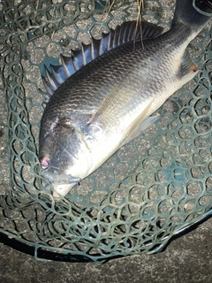 キビレの釣果