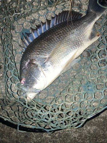 キビレの釣果