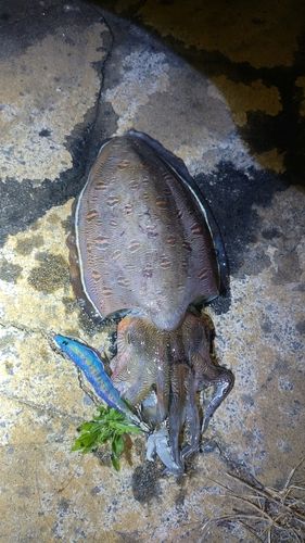 モンゴウイカの釣果