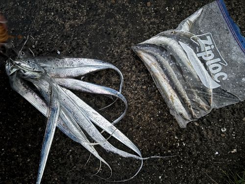タチウオの釣果