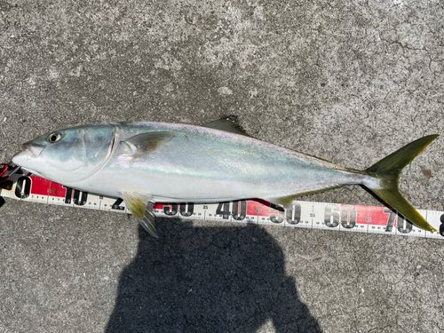 ハマチの釣果